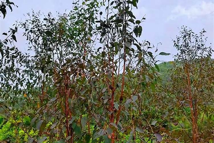 桉树施肥的正确方法