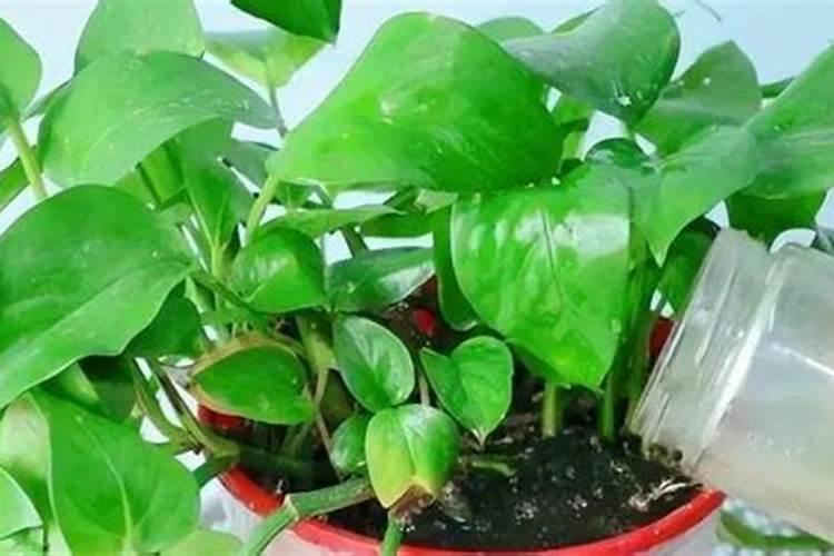 植物叶子油亮用什么肥(叶子油光发亮)