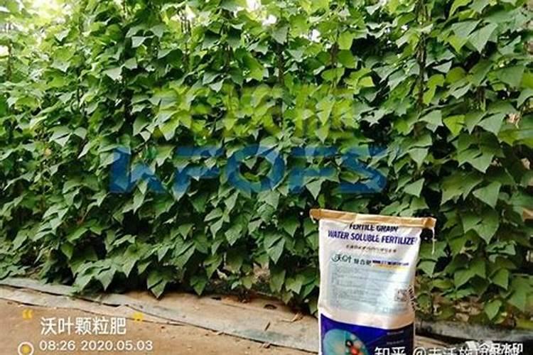 芸豆盛果期只追施三个20的水溶肥可以吗？