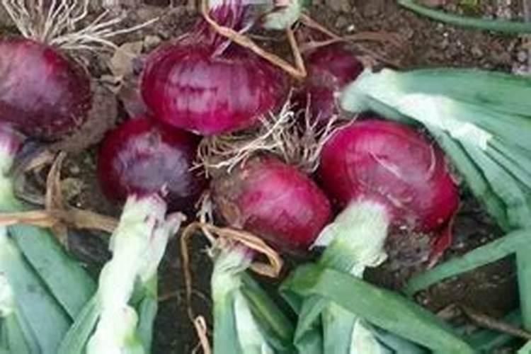 洋葱中后期追施什么肥