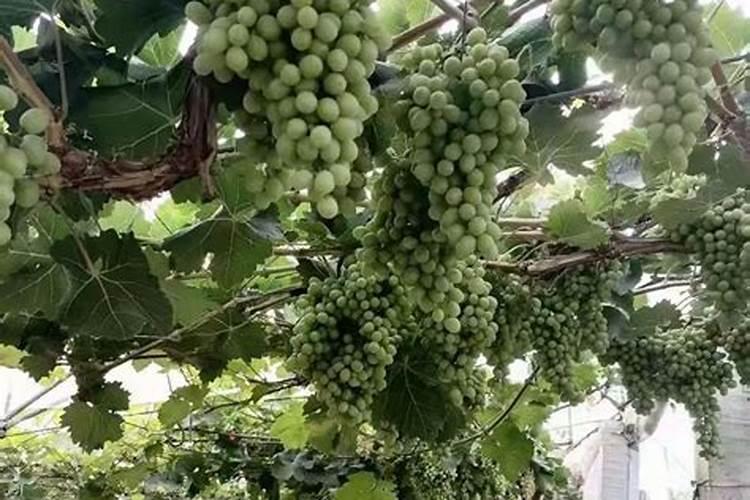 葡萄转色期应该打什么药