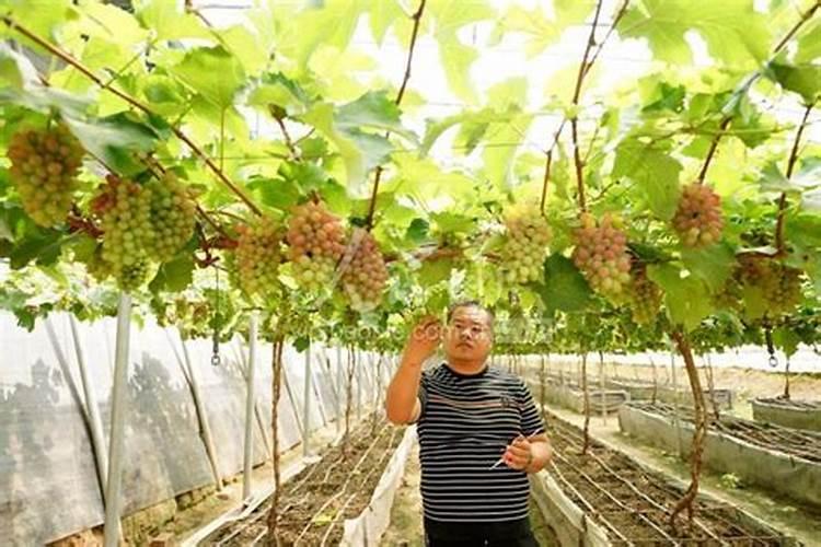 葡萄施肥用什么肥料最好