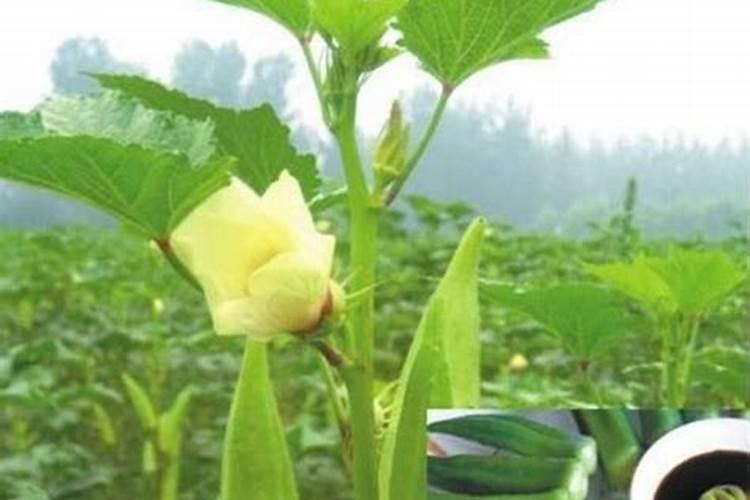 黄秋葵种植过密植株旺长,而且开花结果少,该怎么办呢