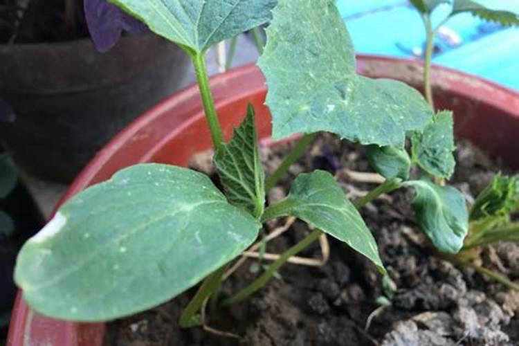 黄瓜开花结果需要施肥吗