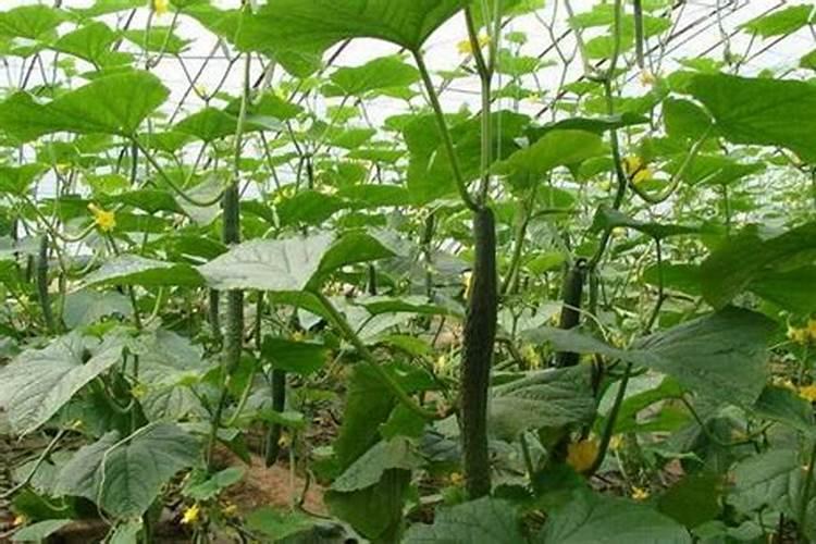 黄瓜初花结果期用什么肥既保花保果且不旺长