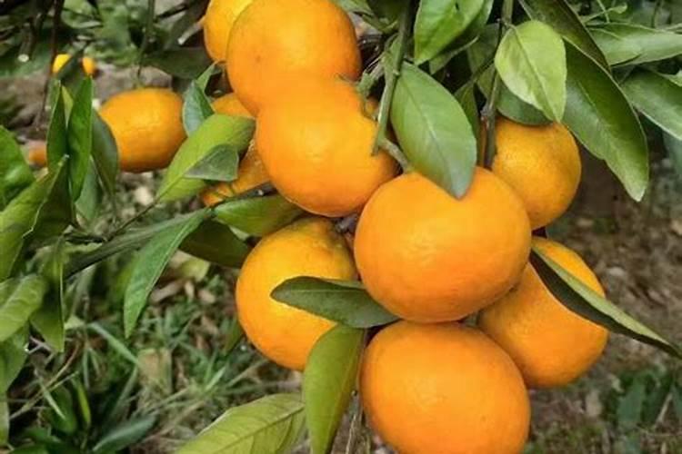 幸福树叶片沾灰尘如何轻松去除