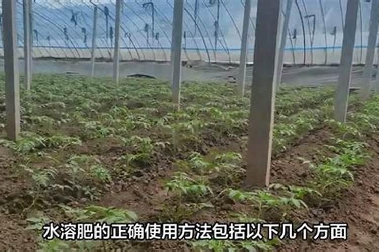 芭田复合肥:土豆种植户的最爱