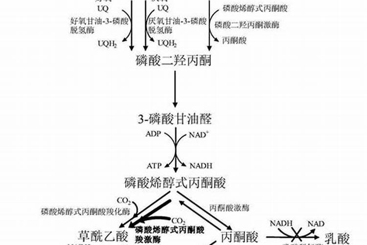 鸡粪可做水肥吗