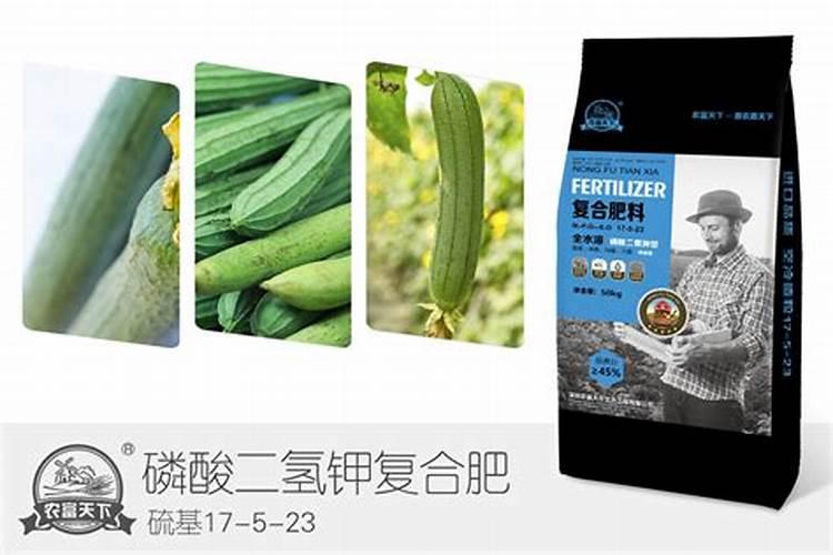 为什么种的丝瓜叶子发黄？