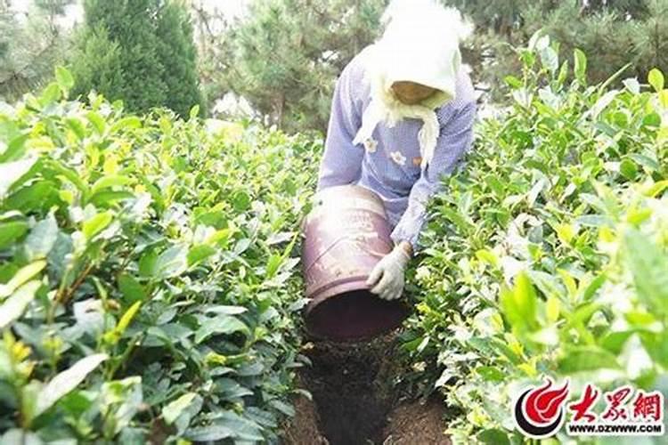 茶叶叶面肥催芽肥的正确使用