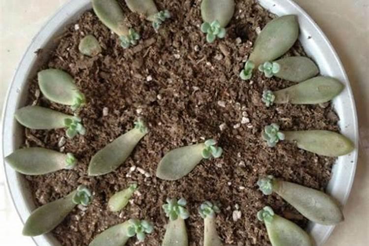 大蒜出苗后施什么肥料