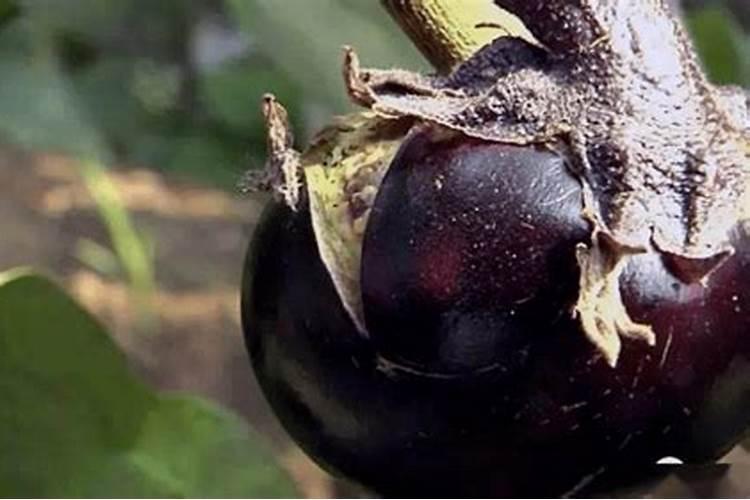 越冬黄瓜如何管理越冬黄瓜养植要注意什么