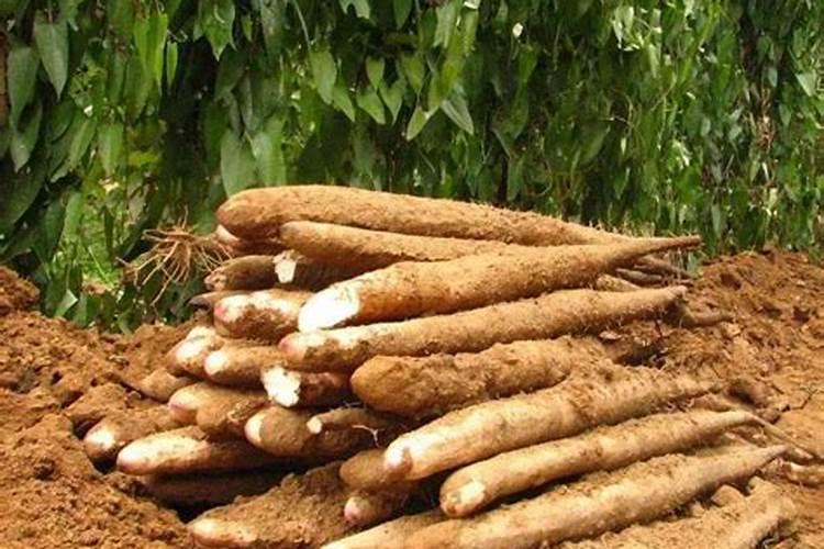 种植山药氮肥什么时候施磷肥什么时候施钾肥什么时候施