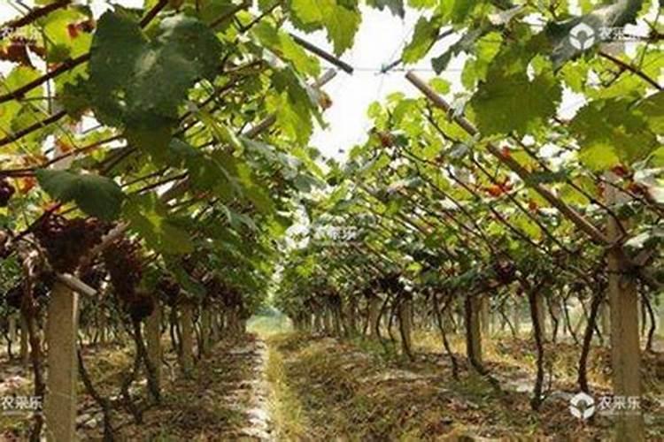 农用防裂果用什么钙最好