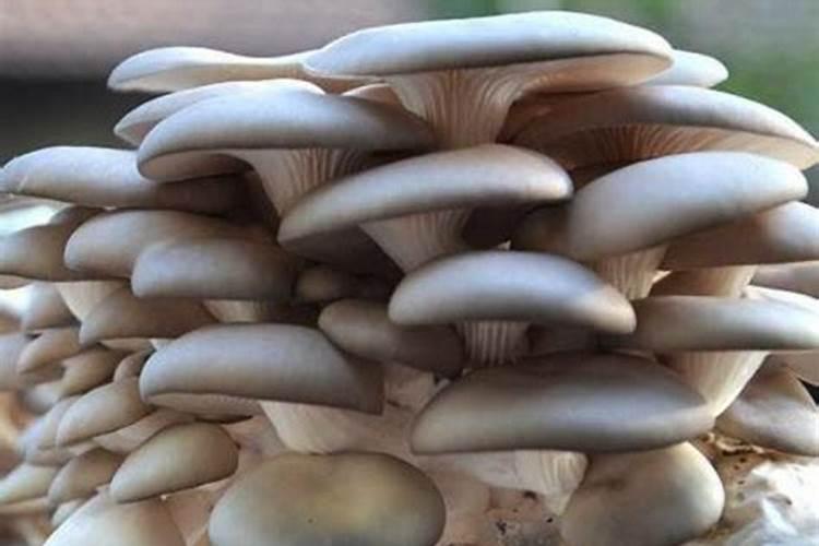 食用菌种植需要什么条件