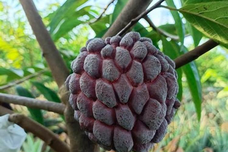 释迦果放什么肥长叶子快