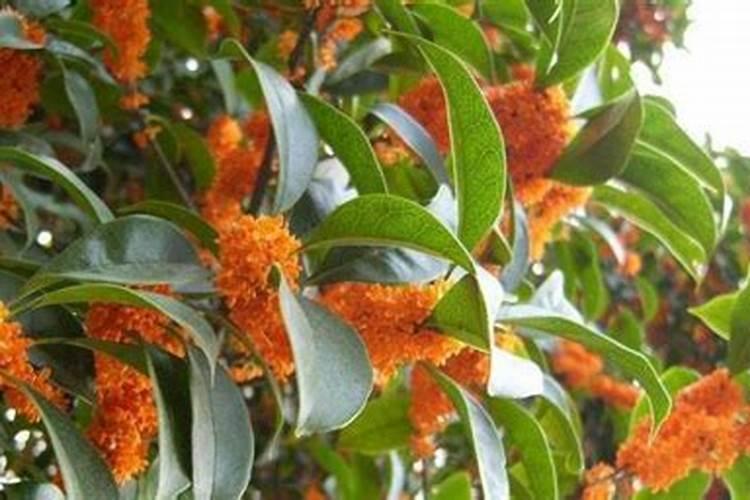 桂花树专用肥有哪些 施肥注意事项