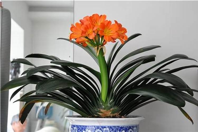 君子兰为啥不开花只长叶子