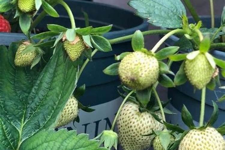 草莓磷肥什么时候用？磷肥施用过量该怎么补救？