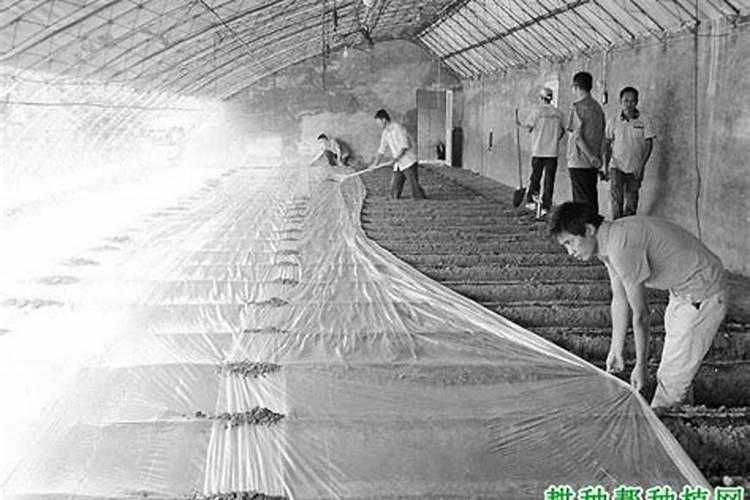大棚土壤霉菌最佳处理方法