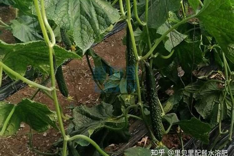 种植黄瓜用什么肥料？怎样可以让黄瓜变得更脆甜？