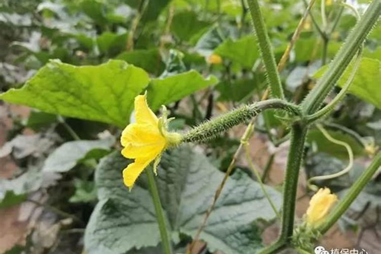 黄瓜种植甜脆直要放什么肥料(种植黄瓜怎样施肥才好)