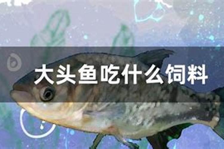 请教蓝藻如何处理