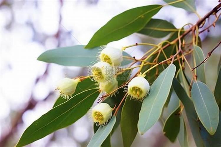 桉树第一年施多少肥