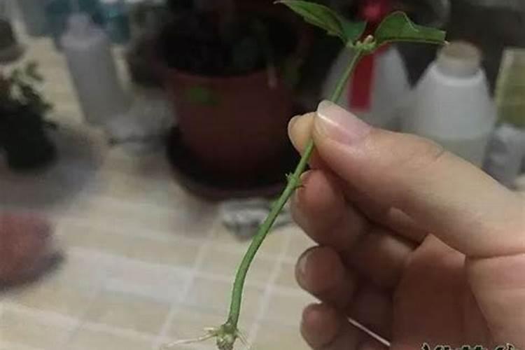 水培生根后怎么转土培