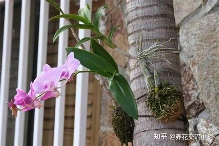 蝴蝶兰施肥的正确方法