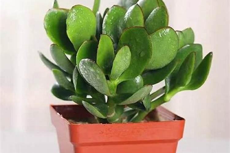 玉树浇什么肥料长得最快