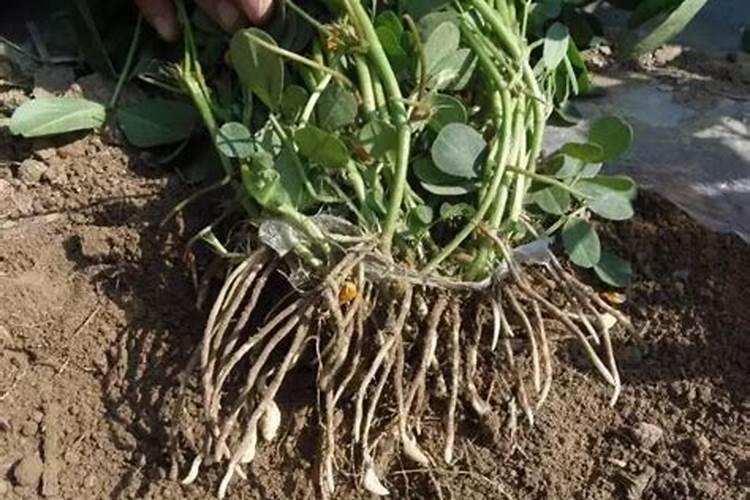 花生盛花期后施什么肥