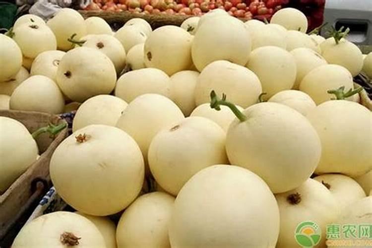 甜瓜种植增甜秘诀