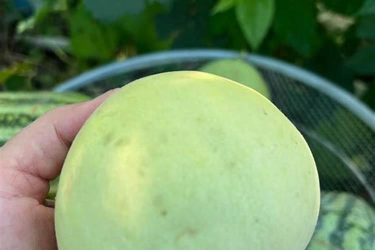 种植又香又甜的甜瓜施肥技巧