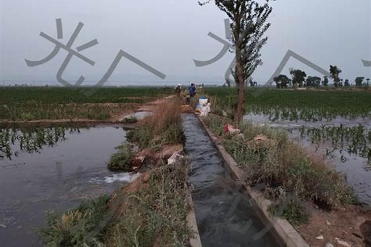 尿素溶解在水里在浇地可以吗