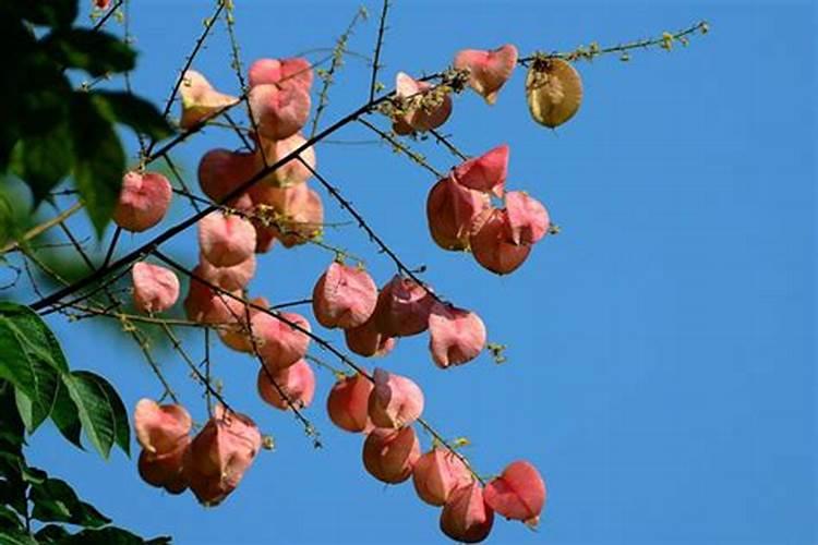 黄山栾树施什么肥好