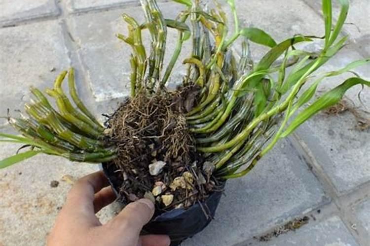 用磷酸二氢钾如何给石斛兰促花