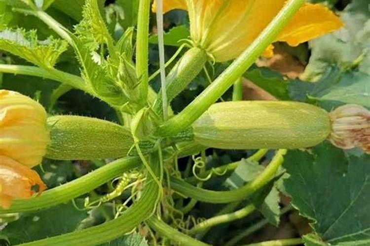 果蔬健水溶肥到底好不好