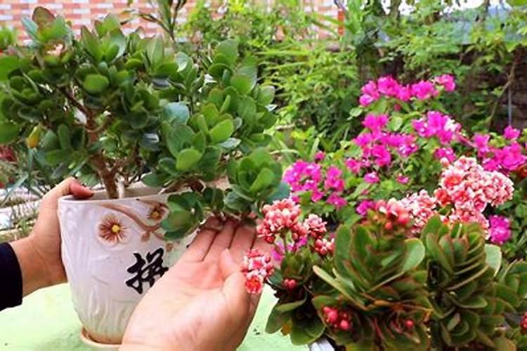 长寿花施肥方法,用什么肥好