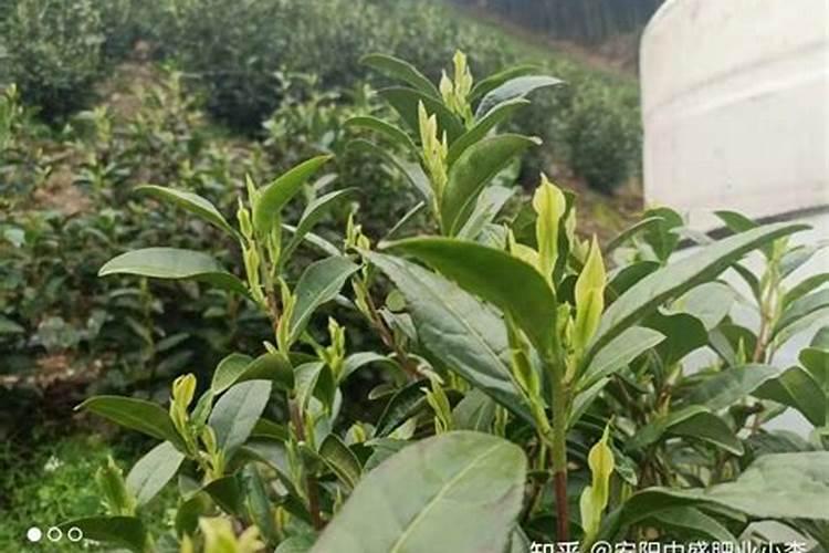 油茶开花时期应该喷何种叶面肥？