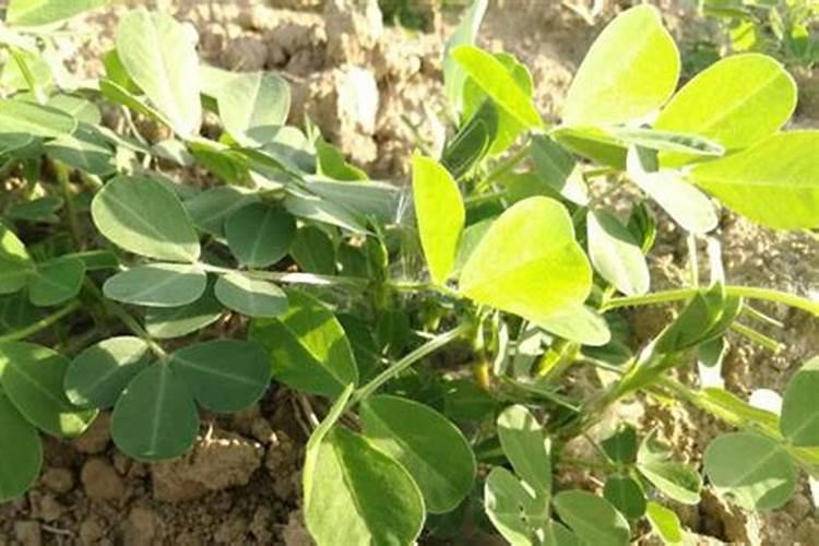 重茬花生用什么化肥 花生重茬会影响产量