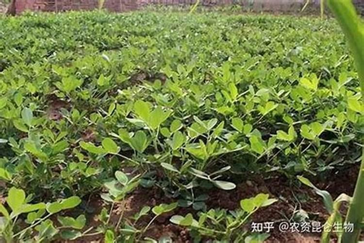 种植八角树怎么种？有什么要注意的地方？