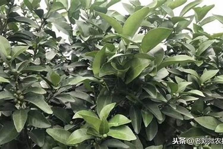 八角树施什么肥料挂果多