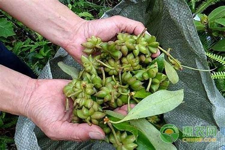 八角树施什么肥料挂果多