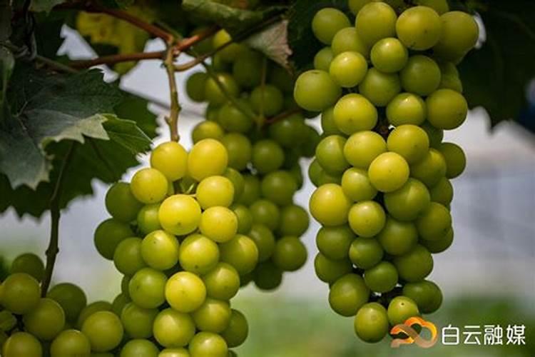 阳光玫瑰什么用中钾肥最好