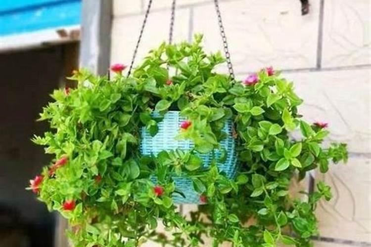 牡丹吊兰春天怎么养,病害防治修剪整形