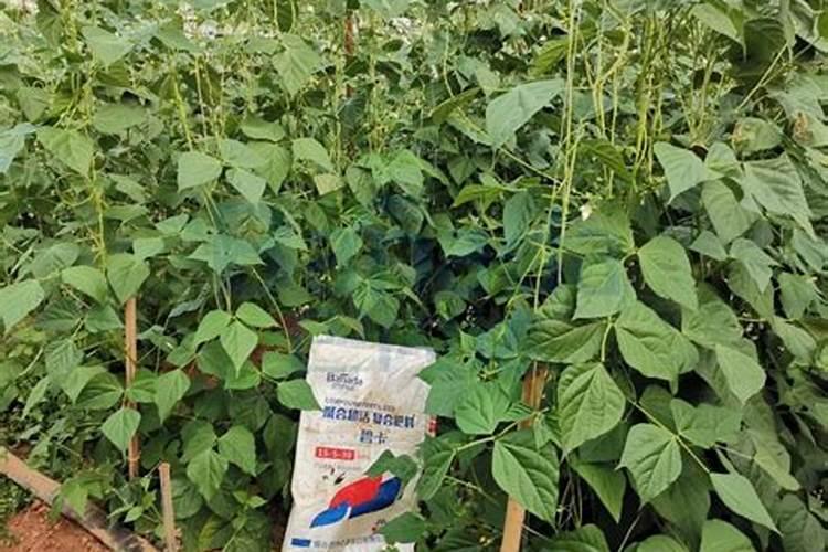 豆角结果期用什么肥料好