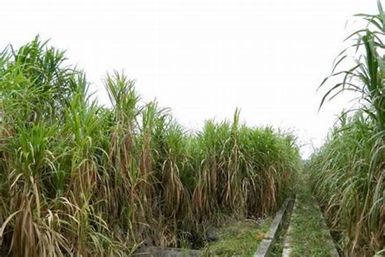 种植皇竹草施什么肥好？