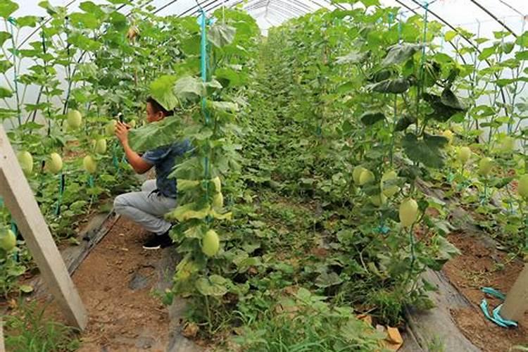 香瓜怎么种植方法如下