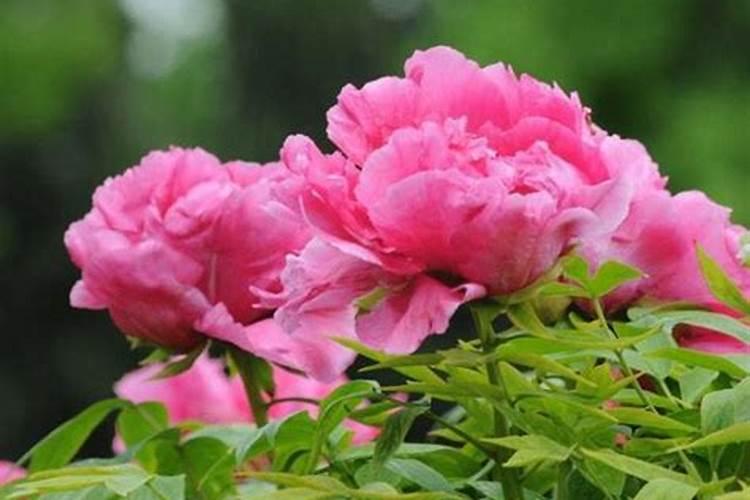 牡丹浇什么肥料合适